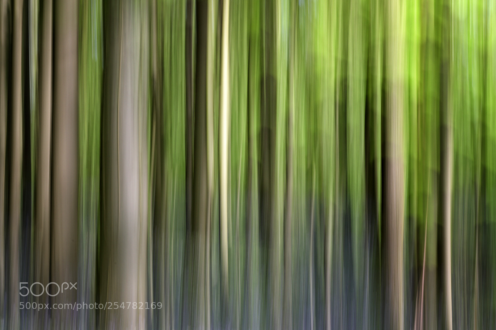Canon EOS 5D Mark IV sample photo. Hallerbos abstract photography