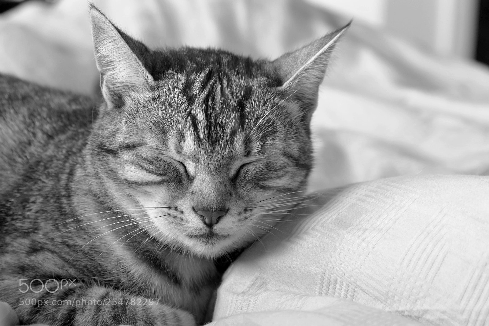 Nikon D5600 sample photo. Bed series, pic 2 photography