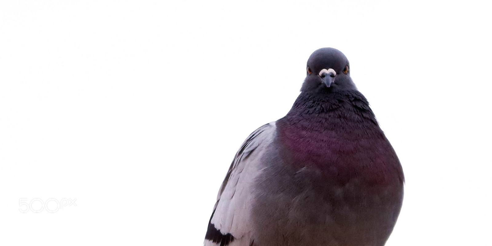 Canon EOS 760D (EOS Rebel T6s / EOS 8000D) sample photo. Le pigeon sur toi photography
