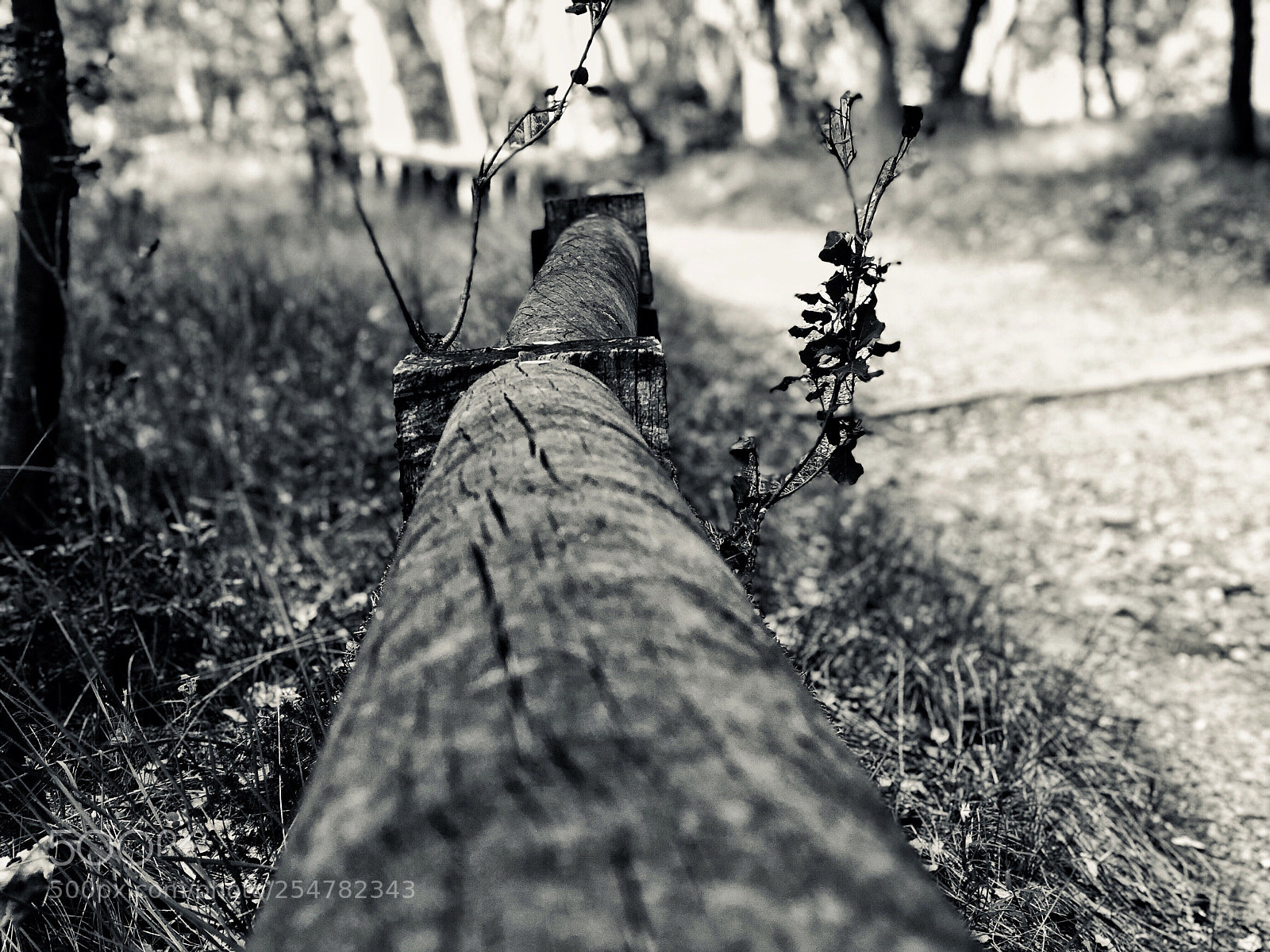 Apple iPhone 8 Plus sample photo. Untitled photography