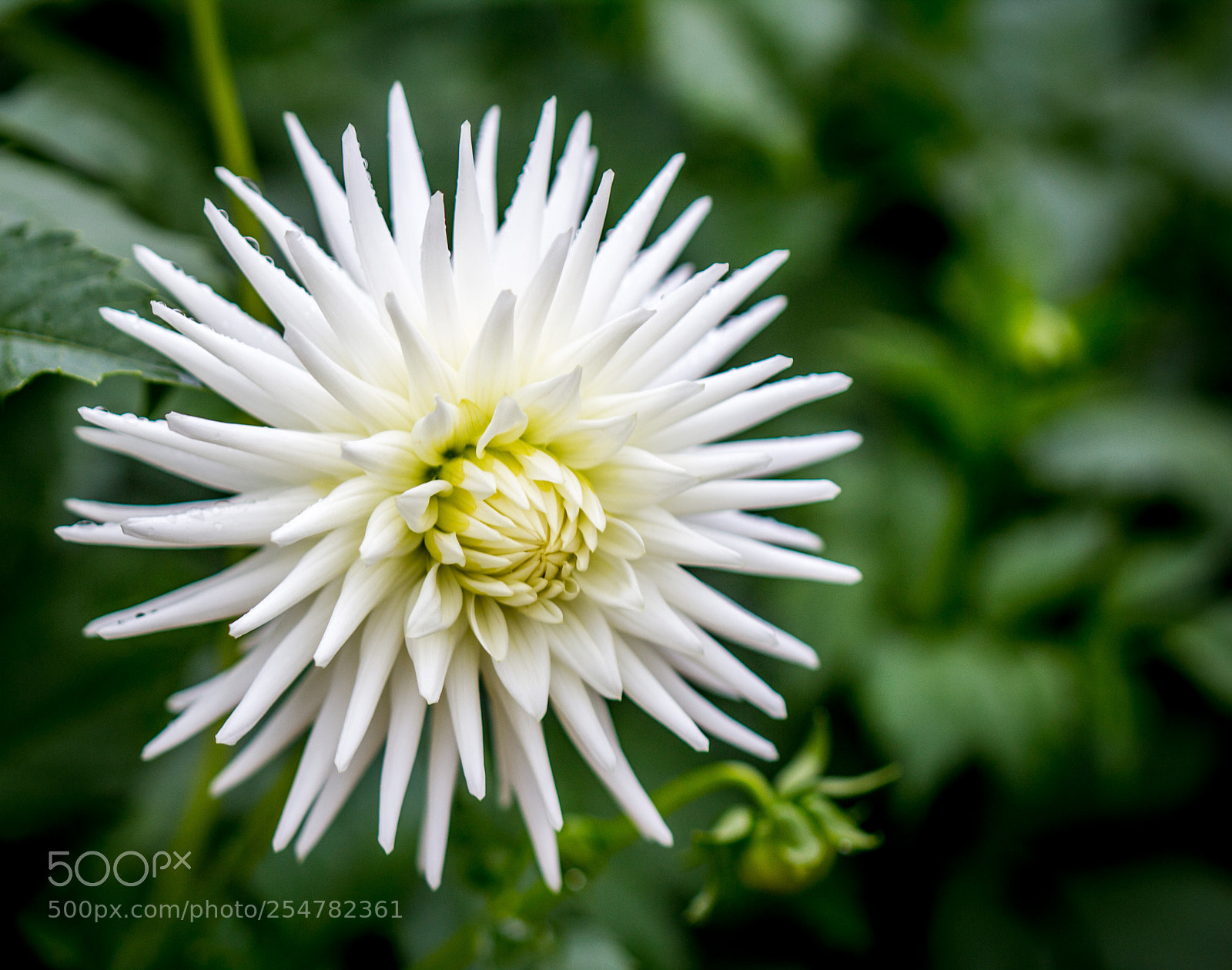 Canon EOS 60D sample photo. Morning flower photography