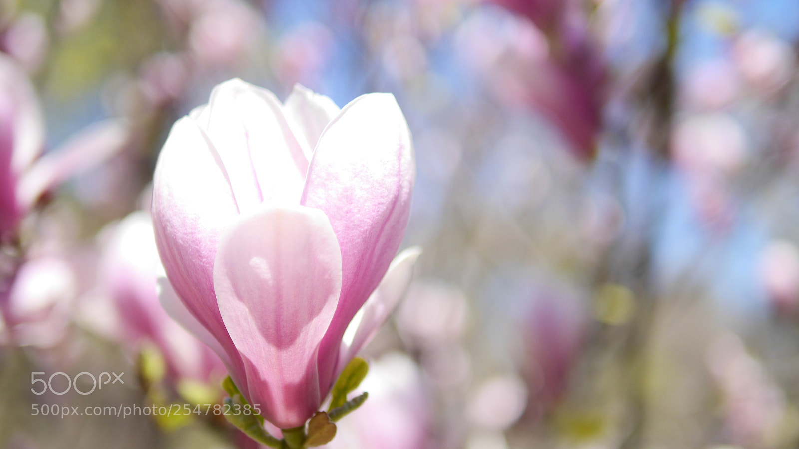 Panasonic Lumix DMC-GH3 sample photo. Happy earth day photography