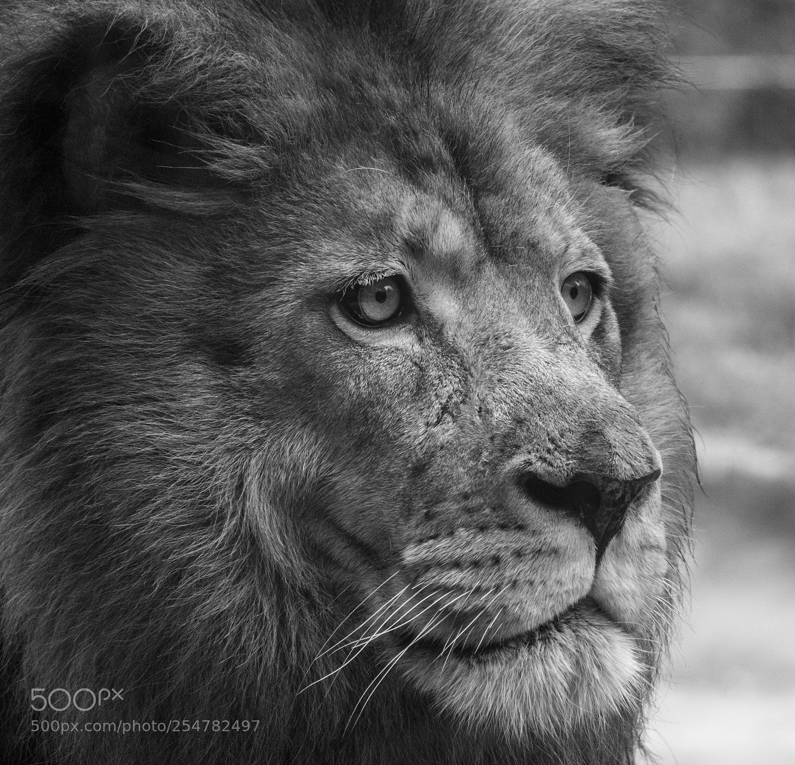 Sony a6000 sample photo. Lion bw portrait photography