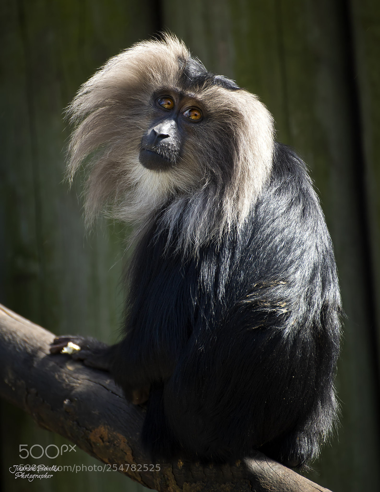 Canon EOS 100D (EOS Rebel SL1 / EOS Kiss X7) sample photo. Lion-tailed macaque / macaca silenus photography
