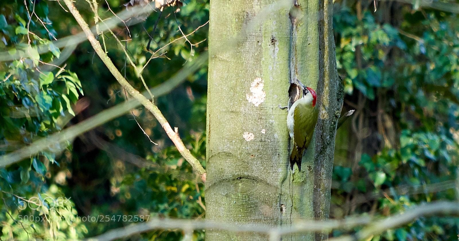 Sony a7 II sample photo. Green woodpecker photography