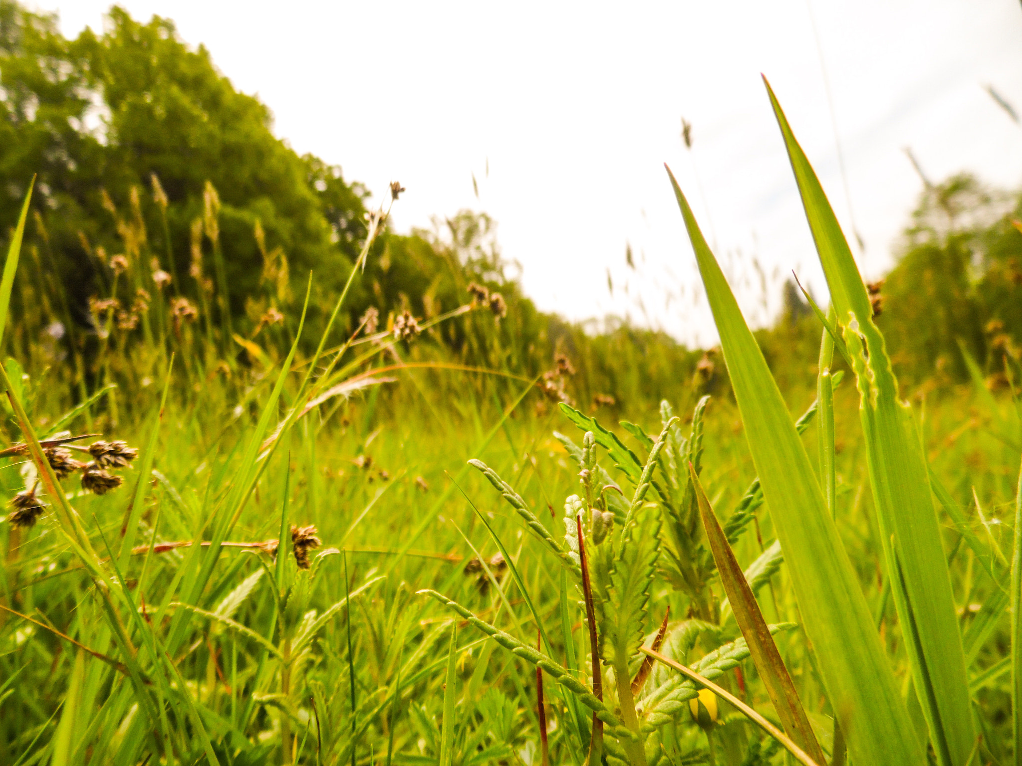Samsung WB100/  WB101 sample photo. Eeco photography
