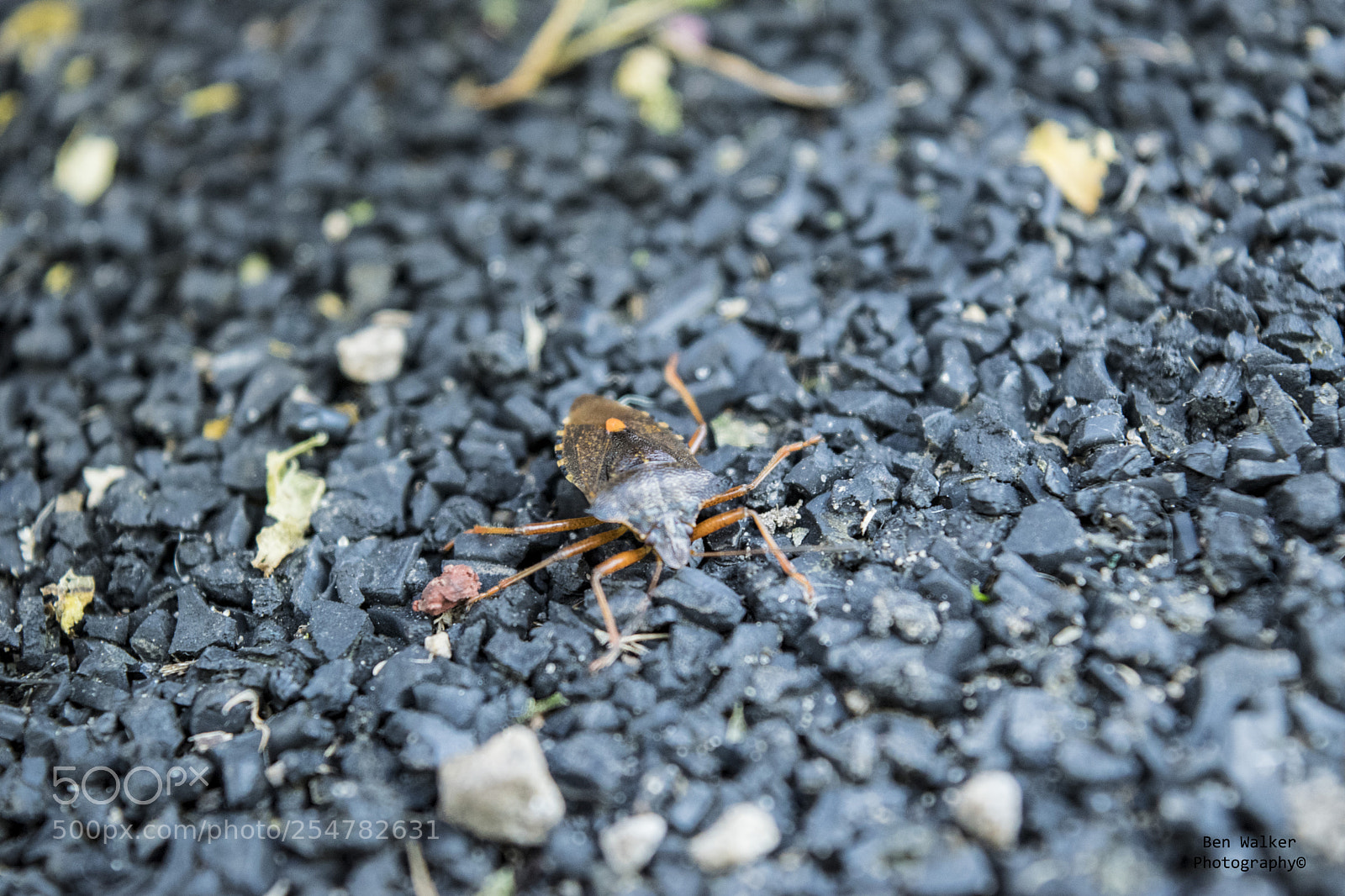 Nikon D3300 sample photo. Bug photography