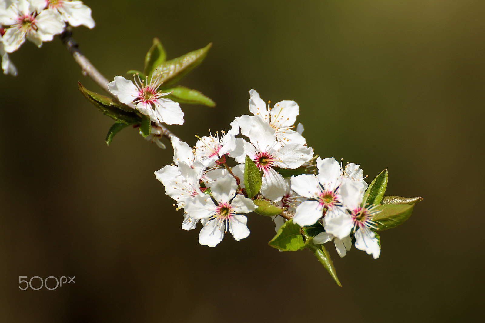 Tamron SP 35mm F1.8 Di VC USD sample photo. Spring in denmark photography