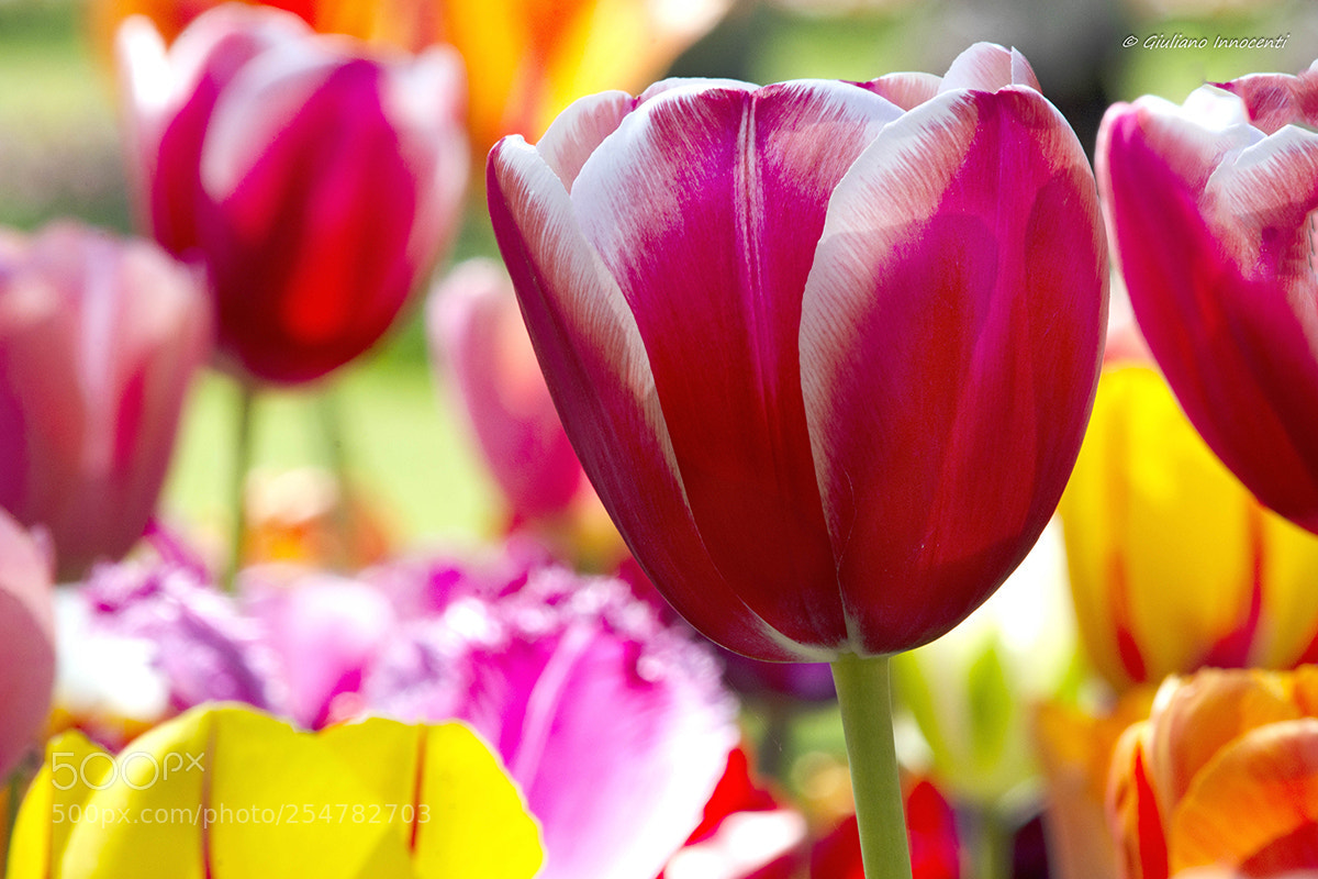 Nikon D7200 sample photo. The colors photography