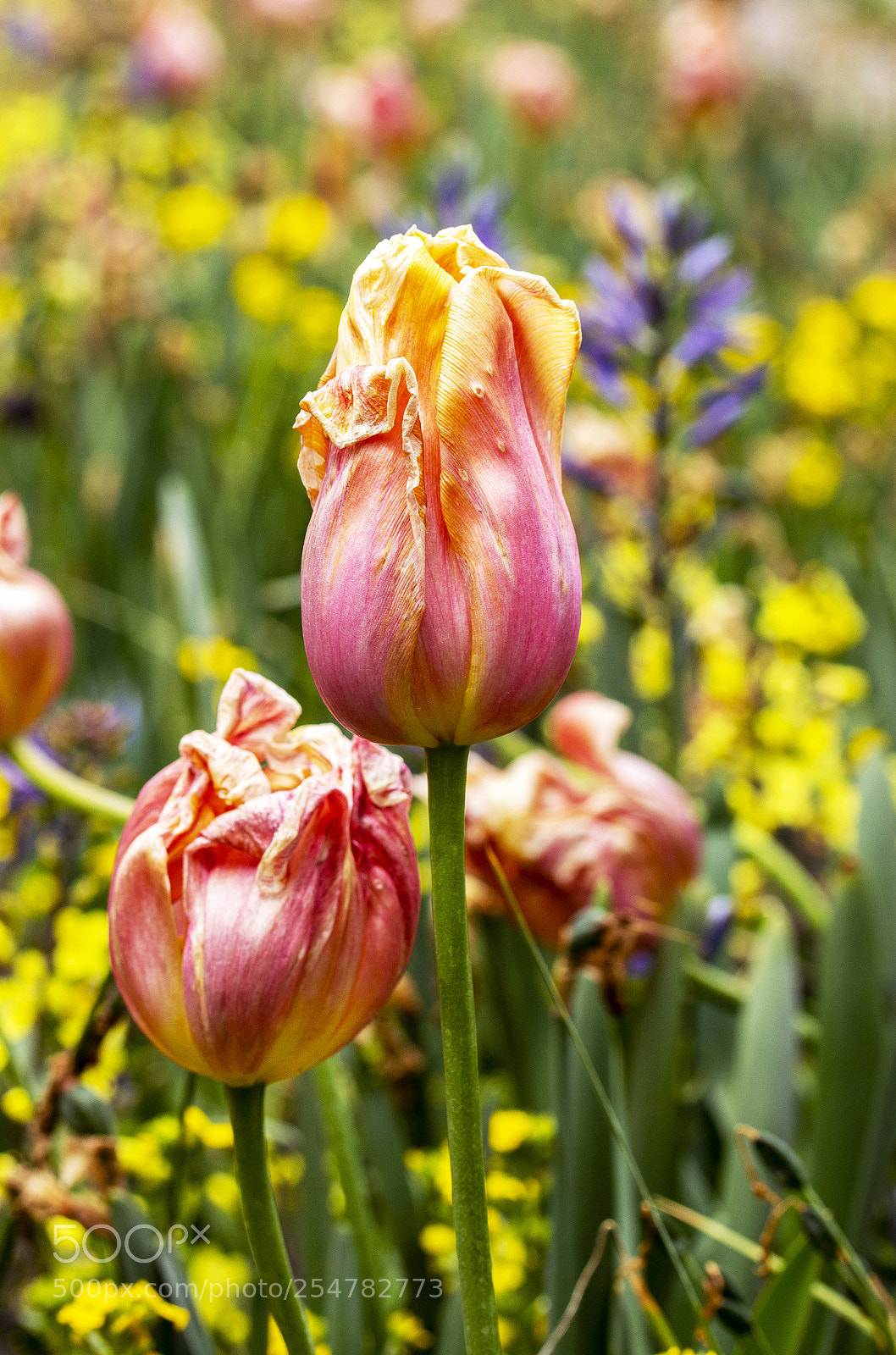 Canon EOS 600D (Rebel EOS T3i / EOS Kiss X5) sample photo. Painted tulips photography