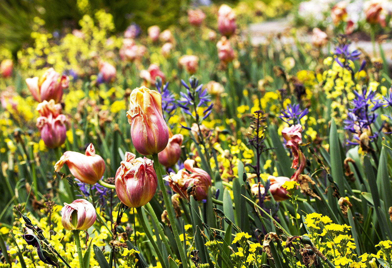 Canon EOS 600D (Rebel EOS T3i / EOS Kiss X5) sample photo. Tulips with flowering annuals photography