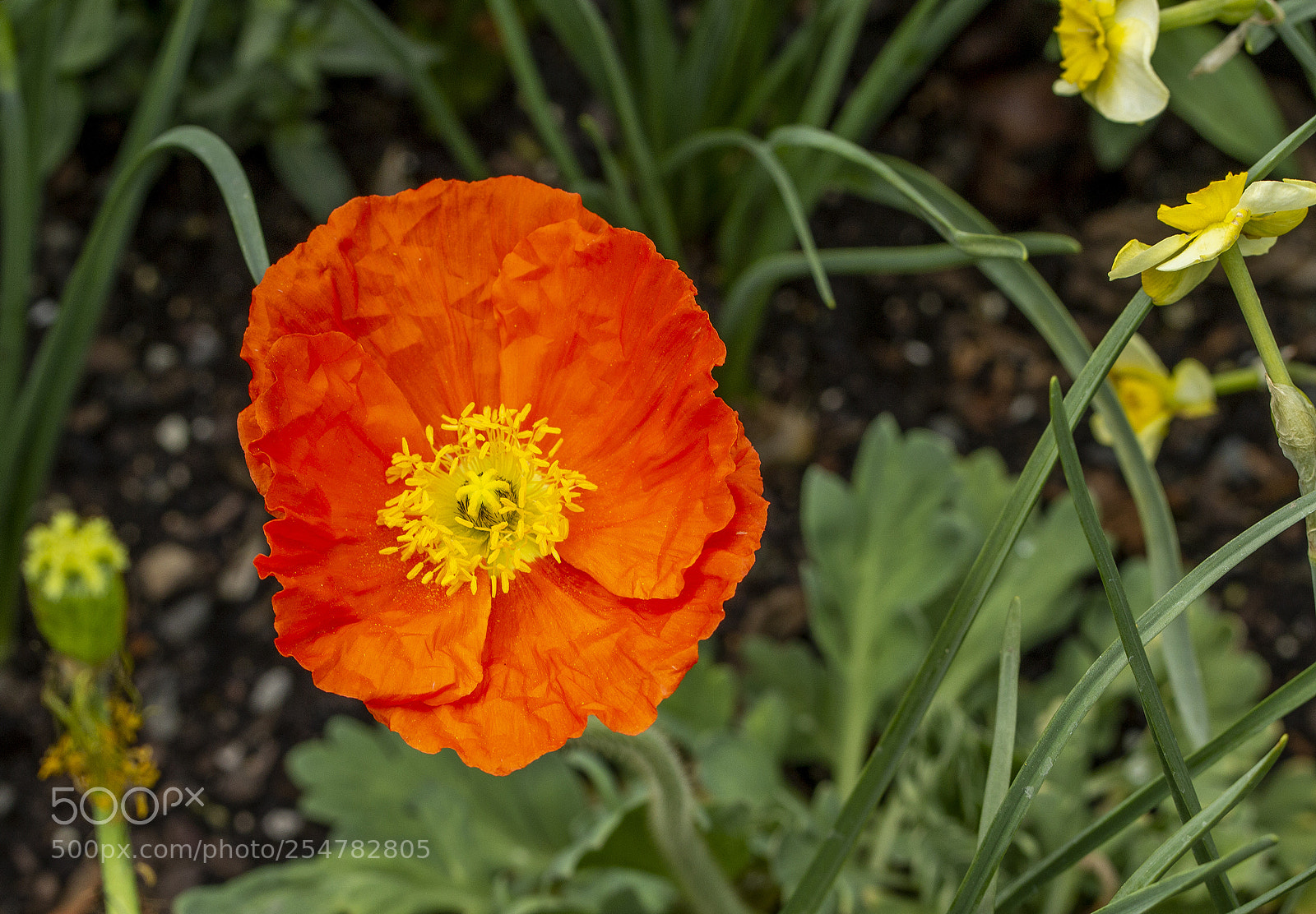 Canon EOS 600D (Rebel EOS T3i / EOS Kiss X5) sample photo. Poppy photography