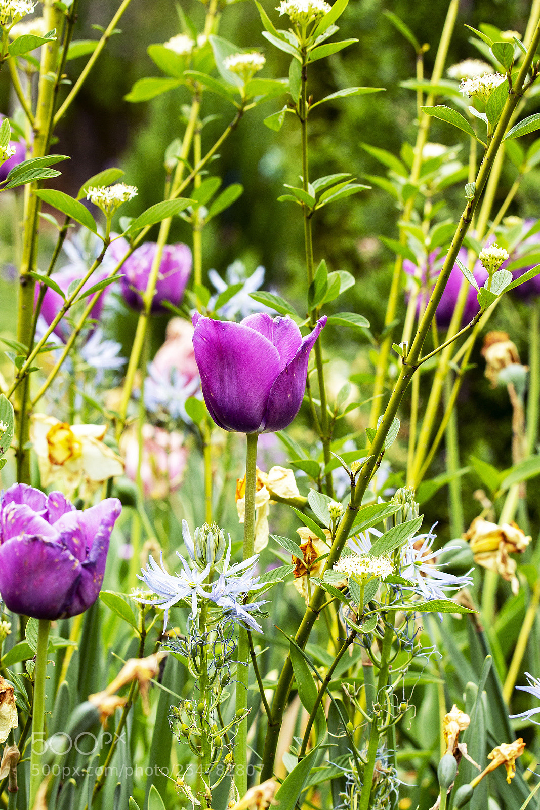 Canon EOS 600D (Rebel EOS T3i / EOS Kiss X5) sample photo. Tulip and thistle photography