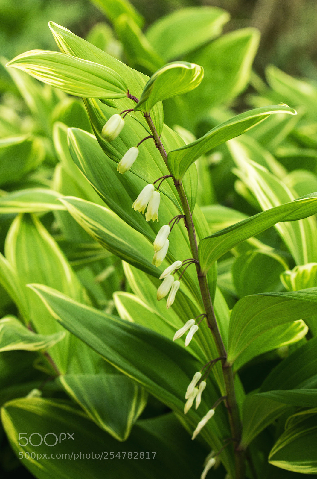 Canon EOS 600D (Rebel EOS T3i / EOS Kiss X5) sample photo. Flowering greens photography