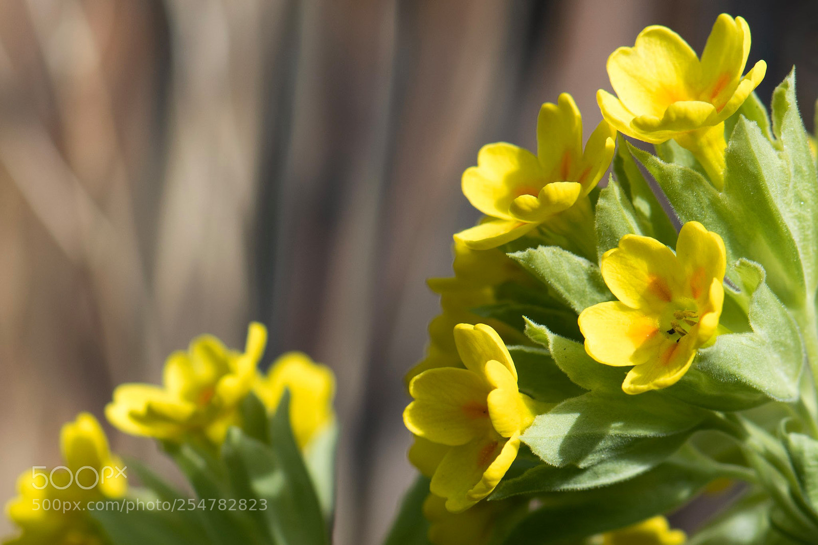 Nikon D5300 sample photo. From the garden photography