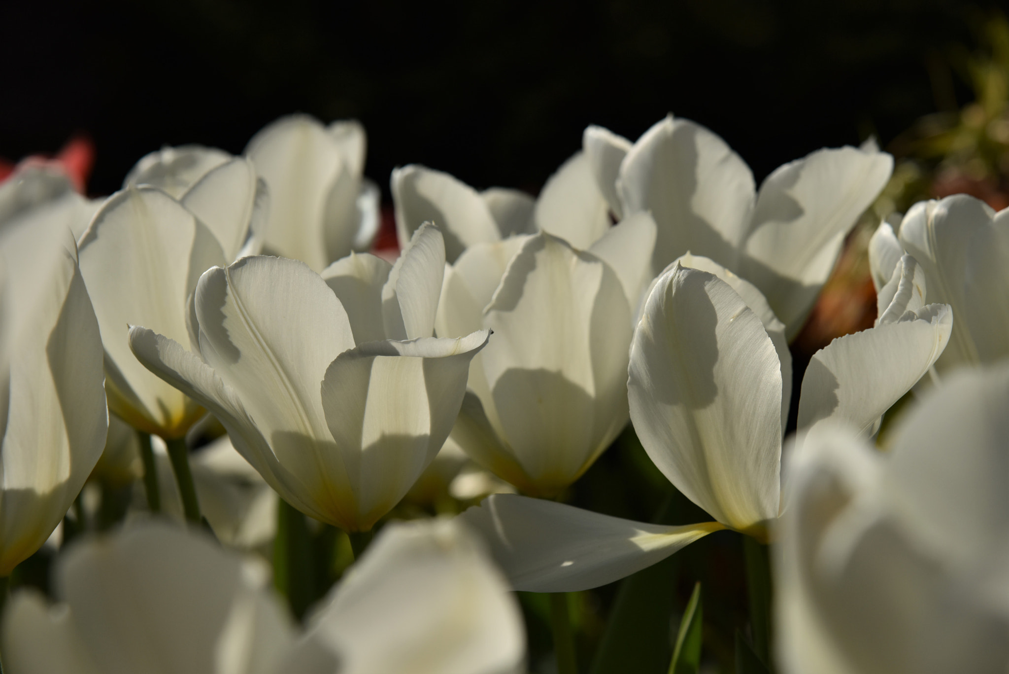 Nikon AF-S Nikkor 24-120mm F4G ED VR sample photo. White petal world photography