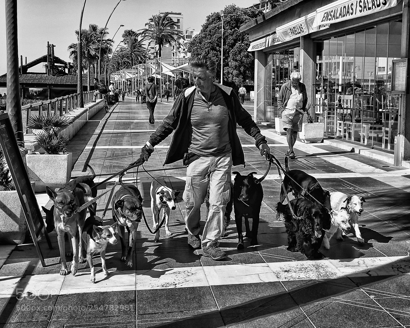 Canon EOS M5 sample photo. Dog walker photography