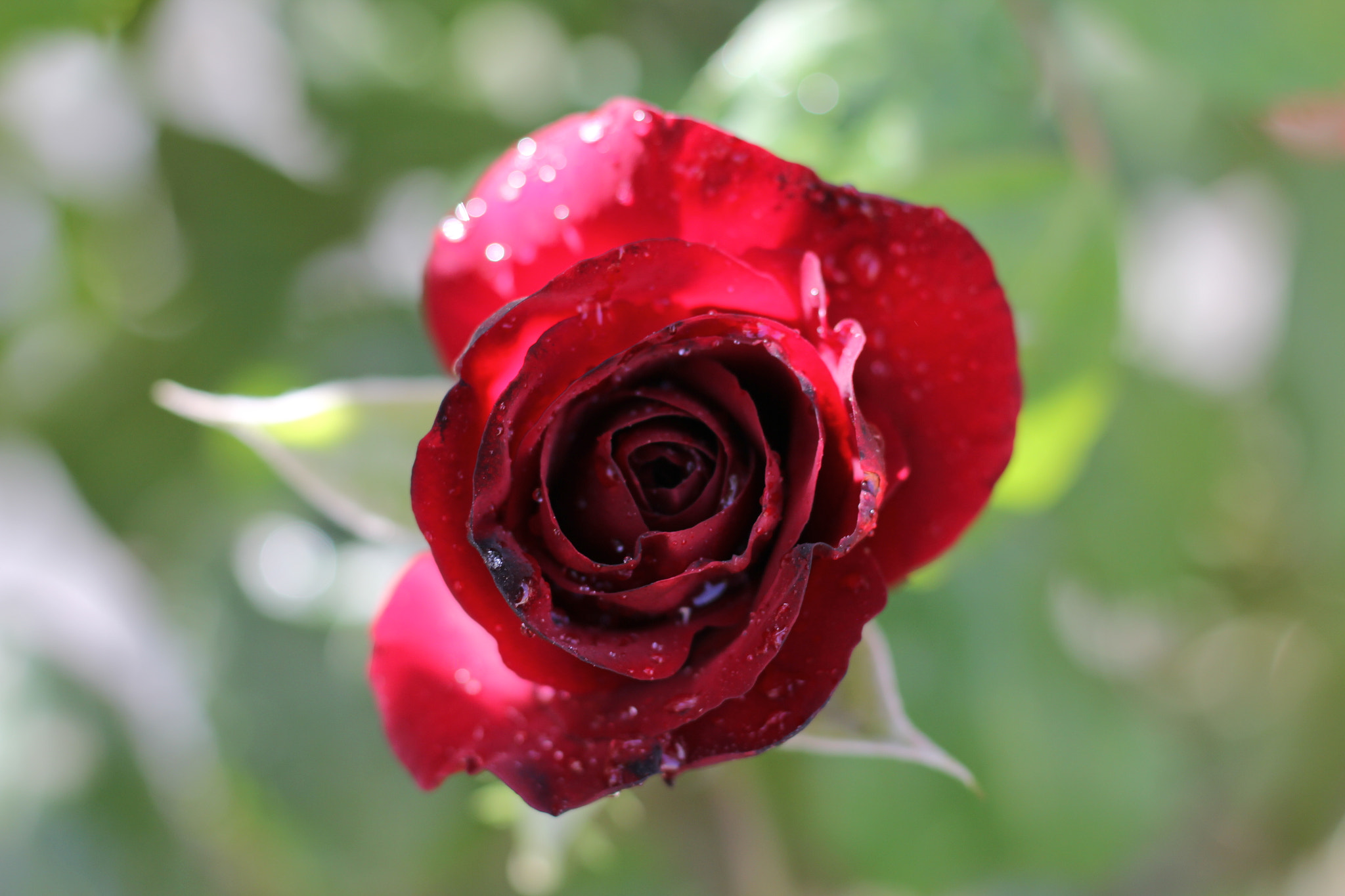 Canon EOS 550D (EOS Rebel T2i / EOS Kiss X4) + Canon EF 50mm F1.8 STM sample photo. Beautiful flower photography
