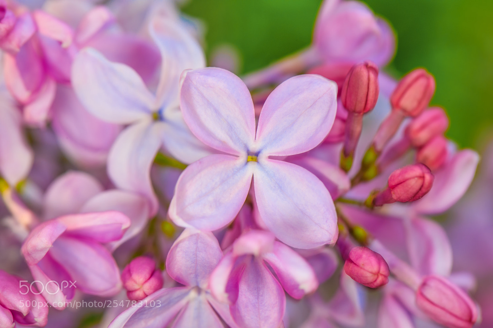 Canon EOS 5D Mark IV sample photo. Pink spring flower photography