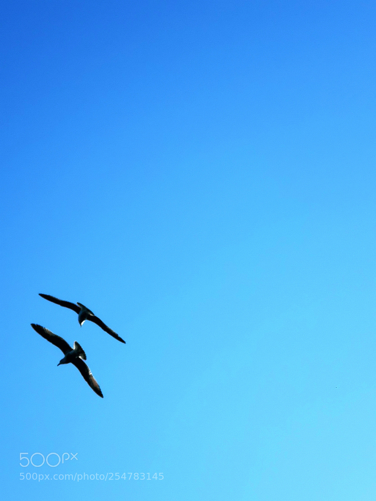 HUAWEI CLT-L09 sample photo. Seagulls photography