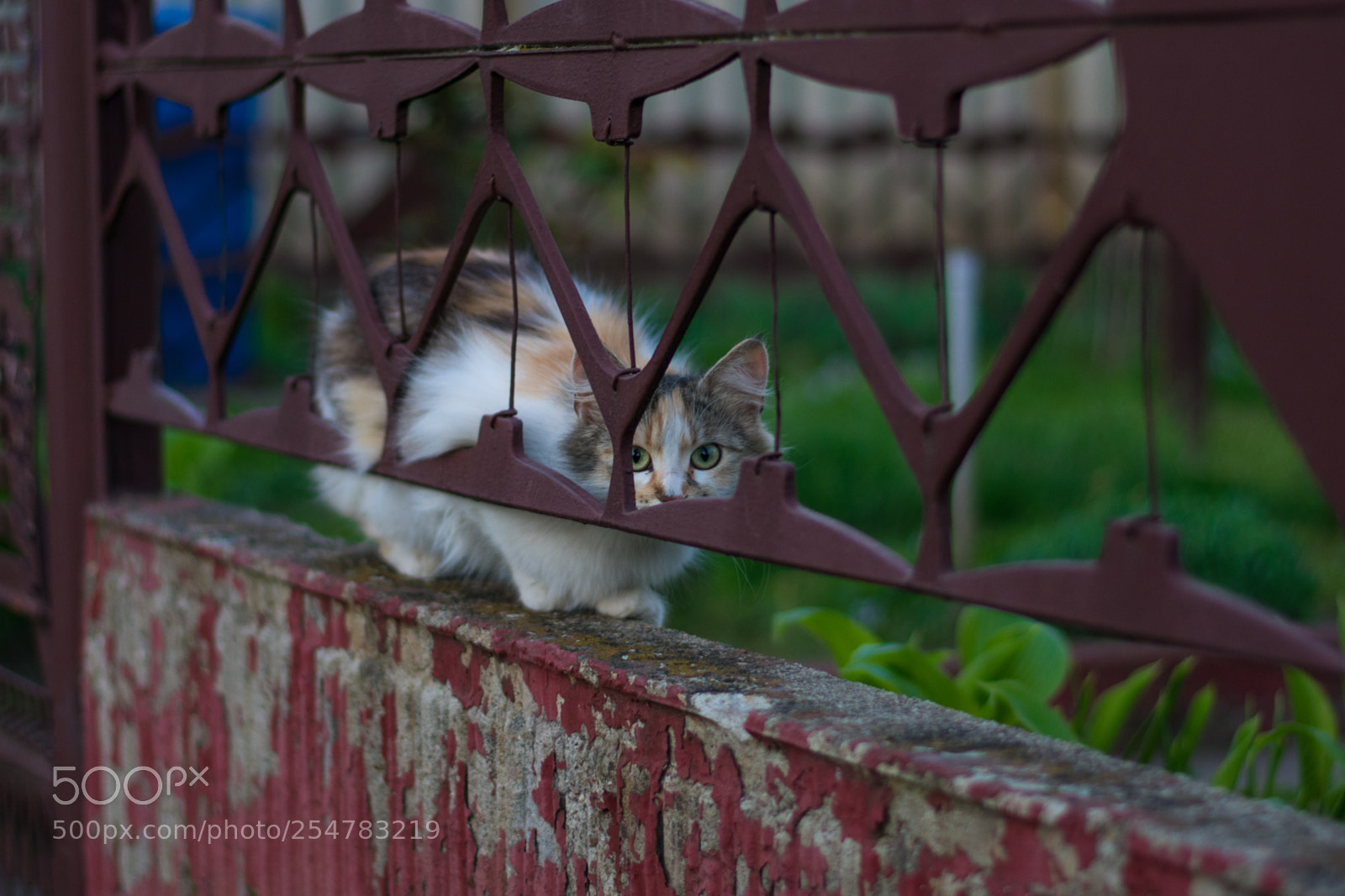 Nikon D3400 sample photo. Shy cat photography