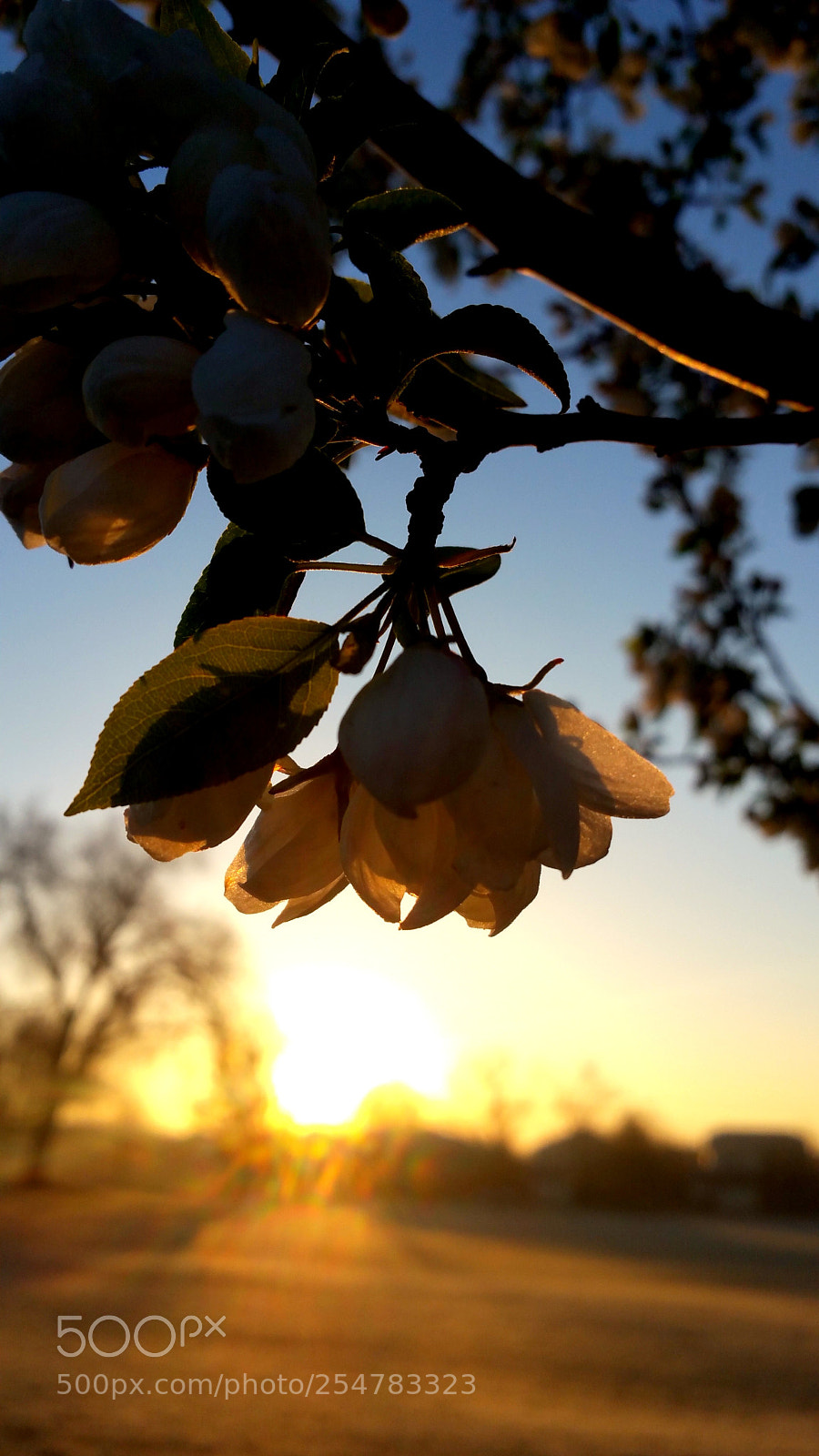 Samsung Galaxy Note4 sample photo. Sunrise at the park photography