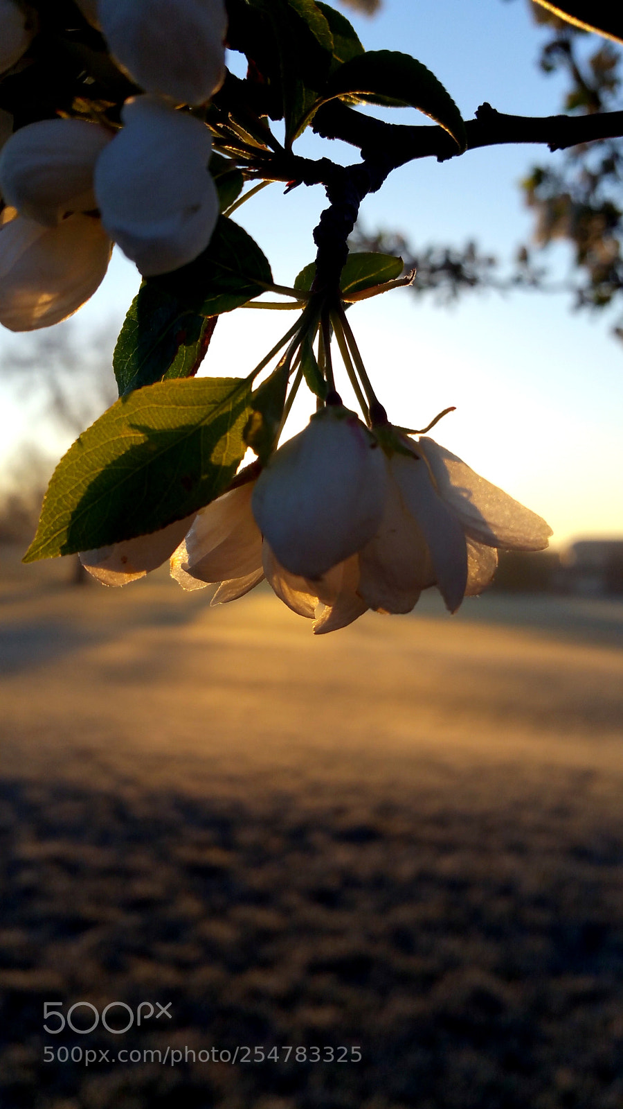 Samsung Galaxy Note4 sample photo. Sunrise at the park photography