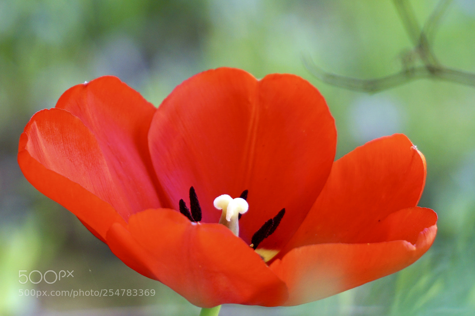 Sony a6000 sample photo. Laleh 2 photography