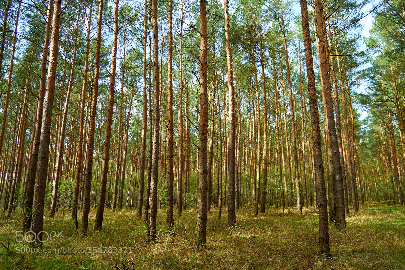 Sony a7 II sample photo. Pine forrest photography