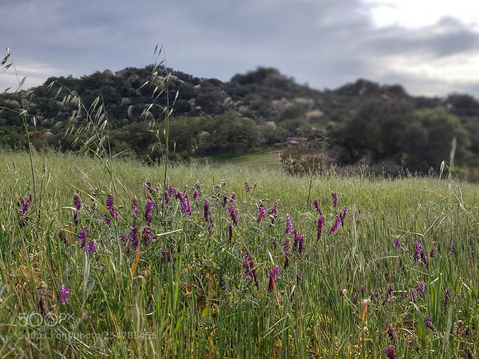 Samsung Galaxy S9 sample photo. Daley ranch photography