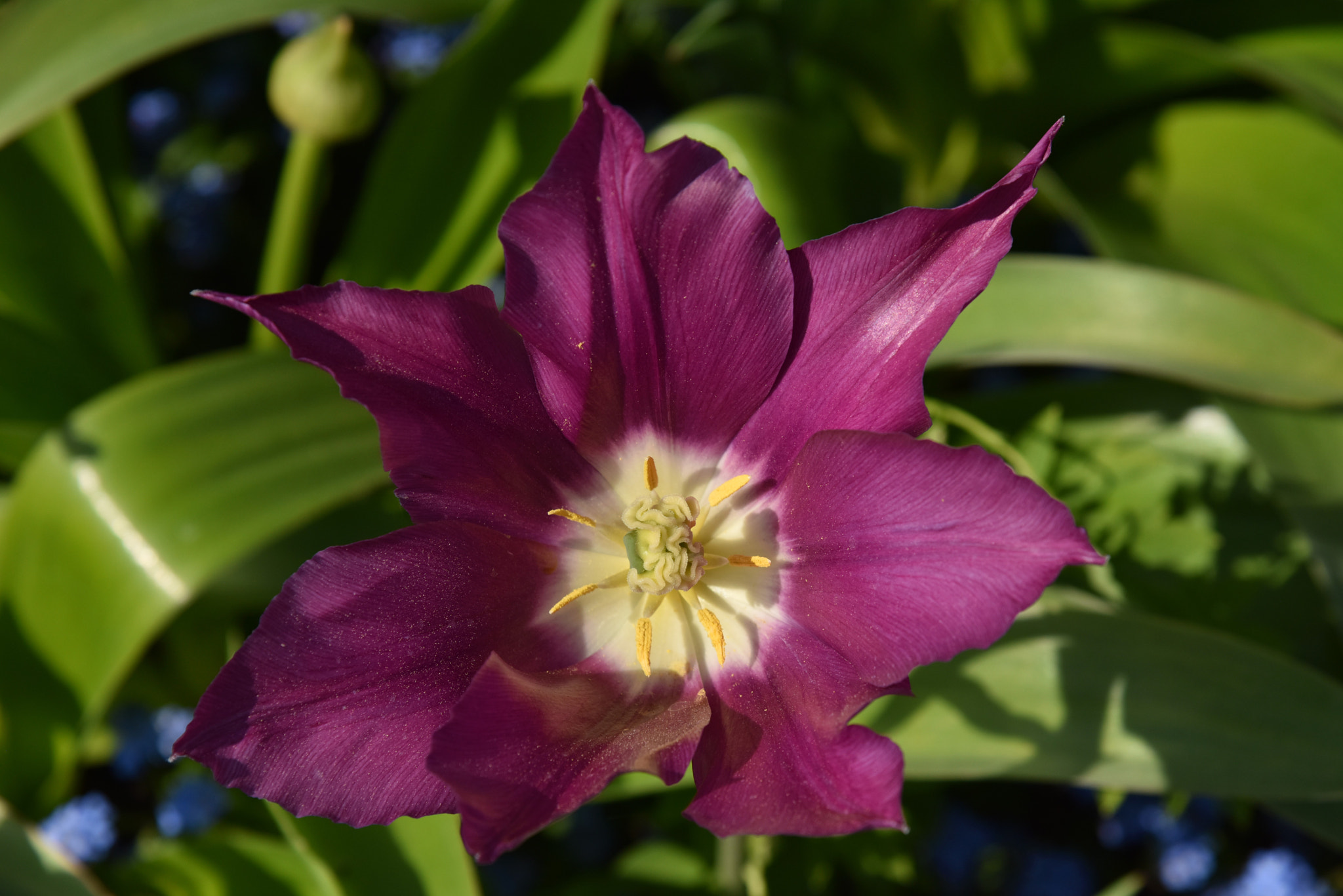 Nikon AF-S Nikkor 24-120mm F4G ED VR sample photo. Tulip greetings ... photography