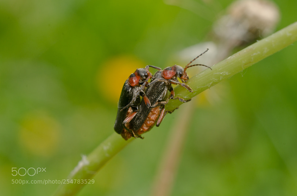Nikon D7000 sample photo. Insect porn photography