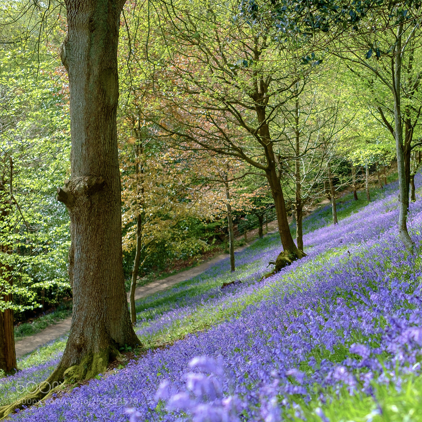 Fujifilm X-Pro1 sample photo. Emmetts bluebells photography