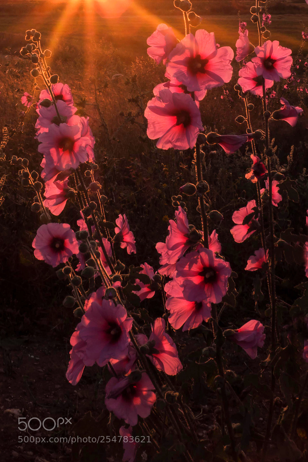 Fujifilm X-T2 sample photo. Magic light photography
