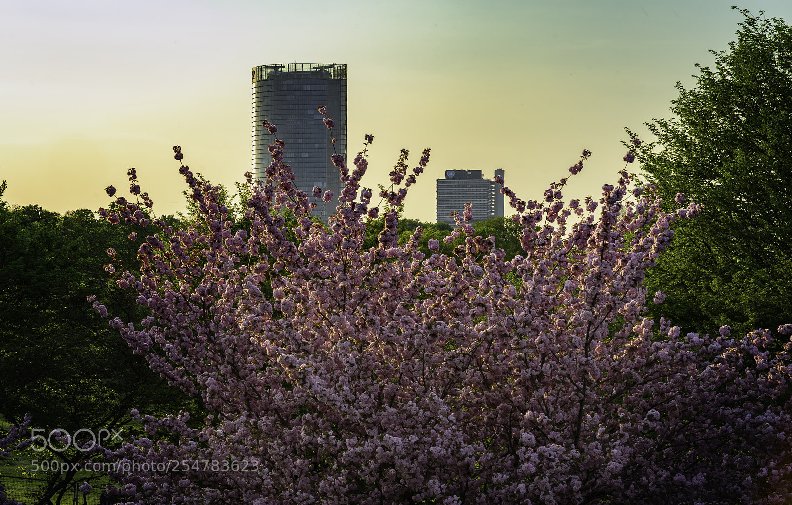 Sony a7 II sample photo. Bonn photography