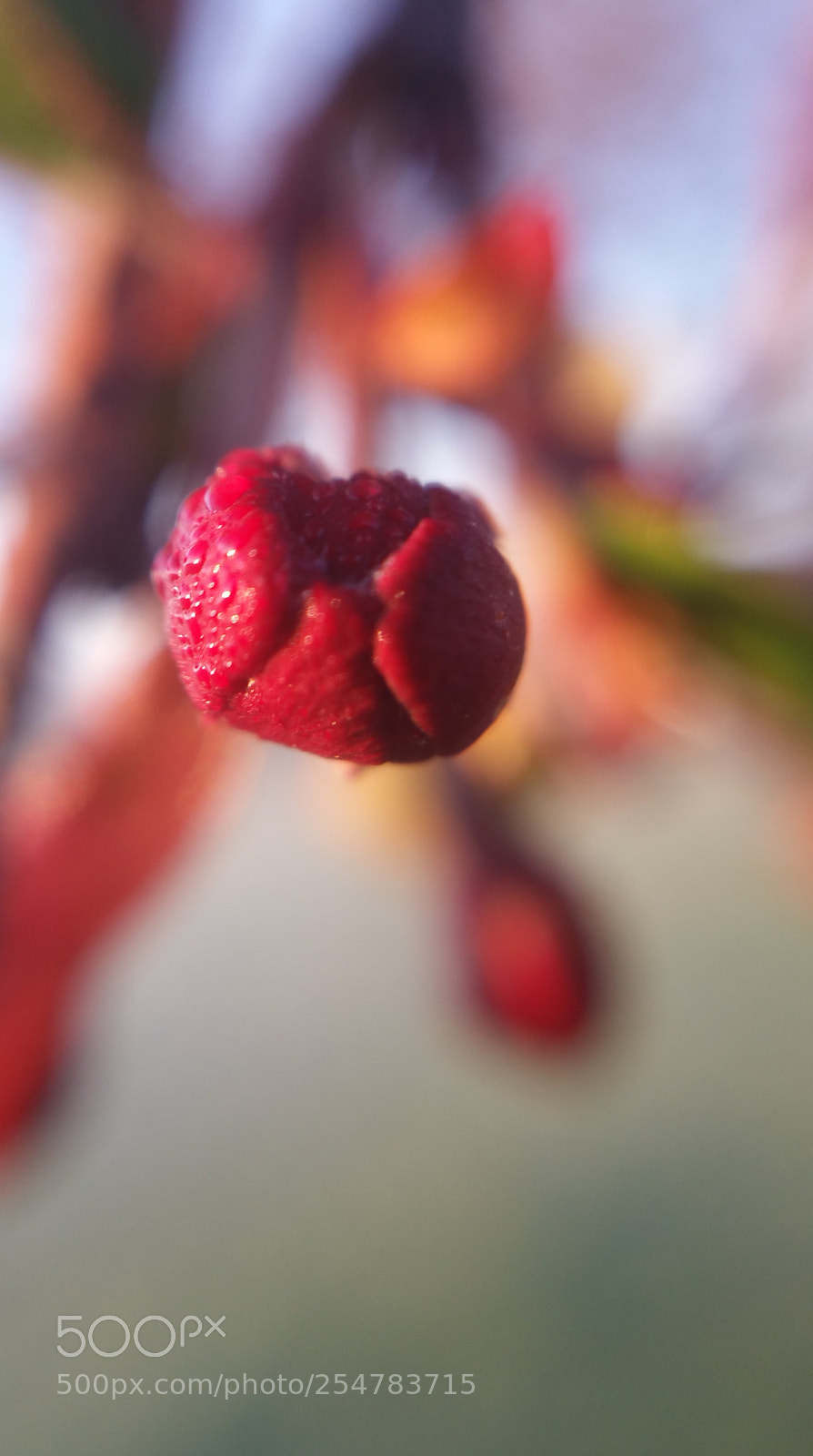 Samsung Galaxy Note4 sample photo. Mini red bud photography