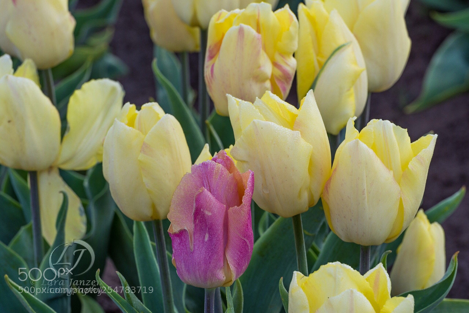 Nikon D7200 sample photo. Standing out in a photography