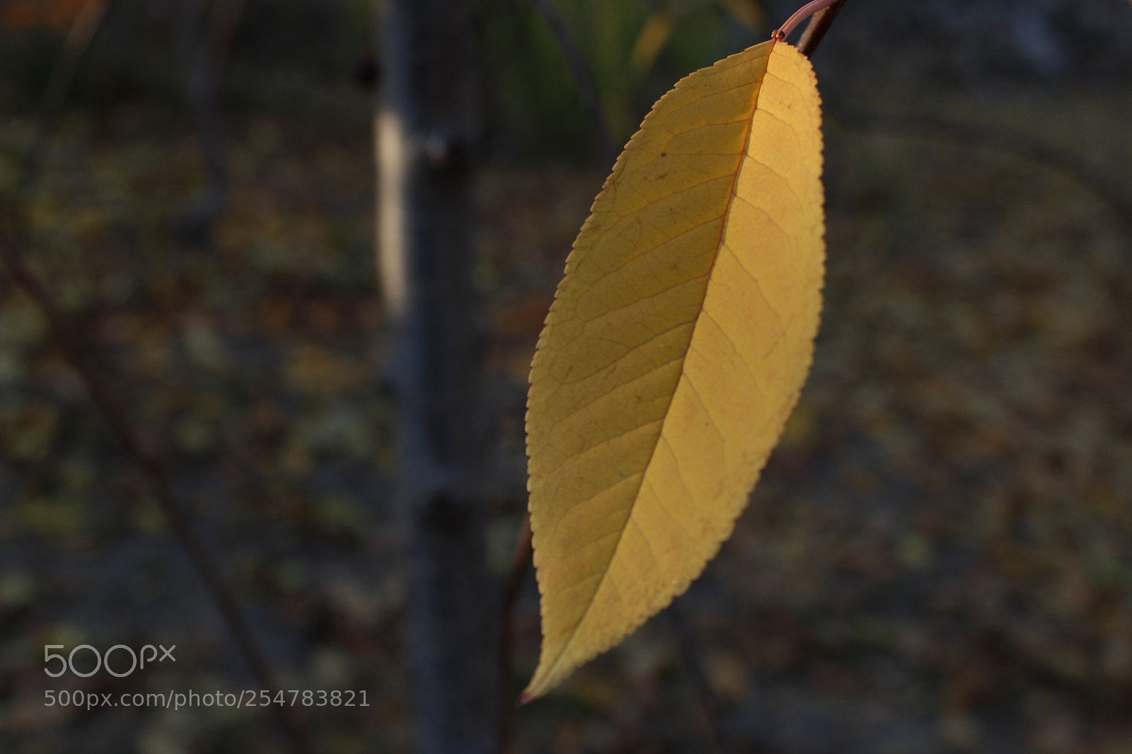 Canon EF-S 18-55mm F3.5-5.6 III sample photo. Yaprak photography