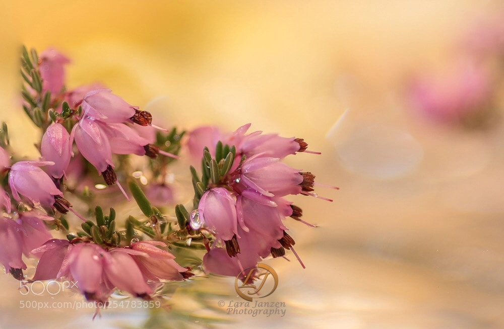 Nikon D7200 sample photo. Floating photography