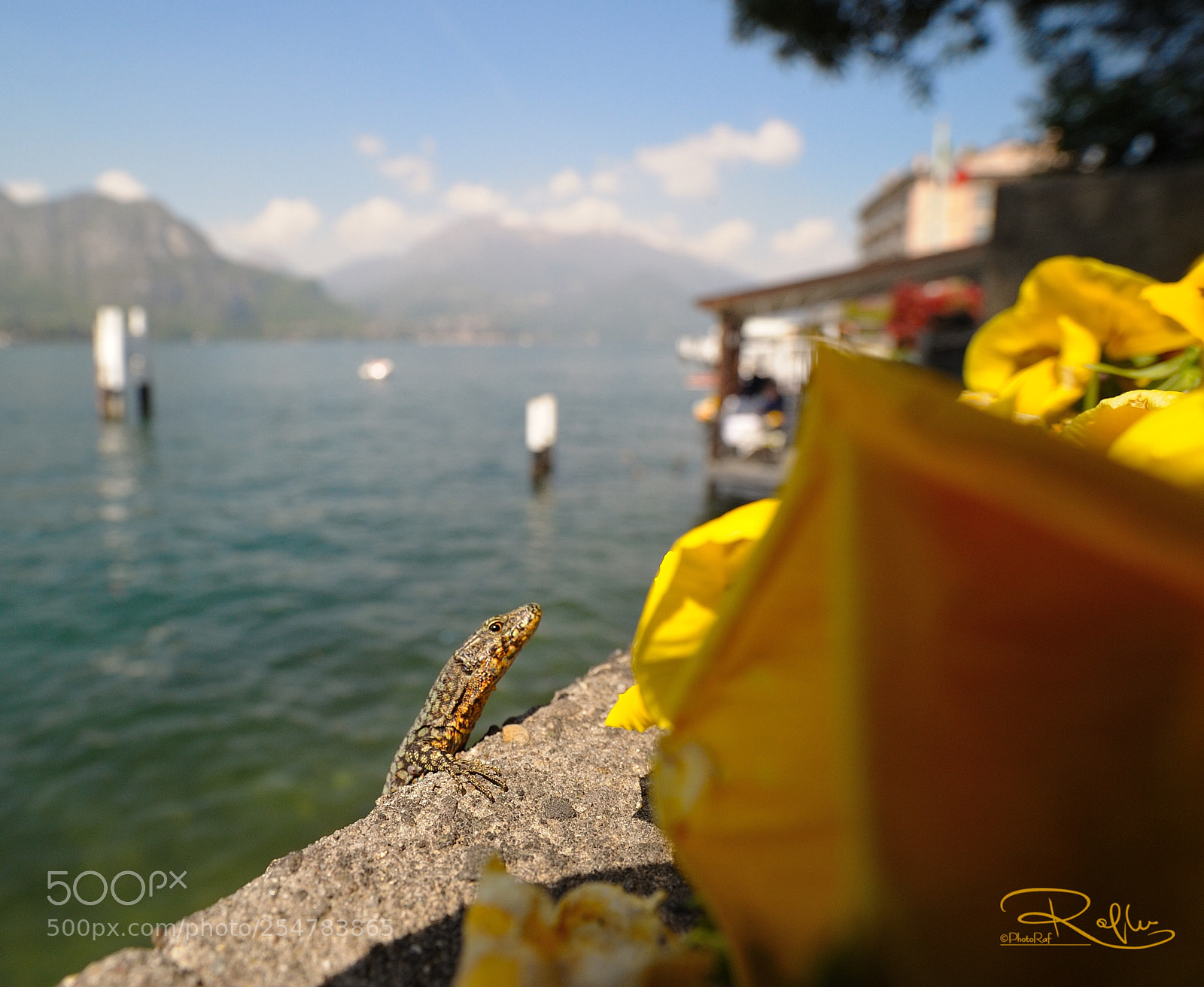 Nikon D3 sample photo. Lizard  photography