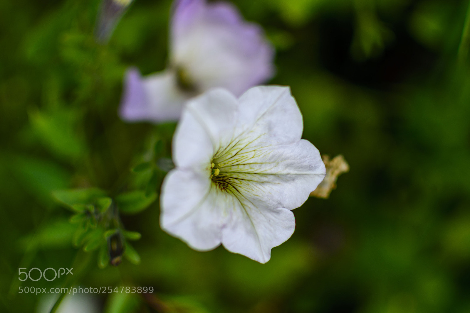Nikon D5200 sample photo. Little white lily photography
