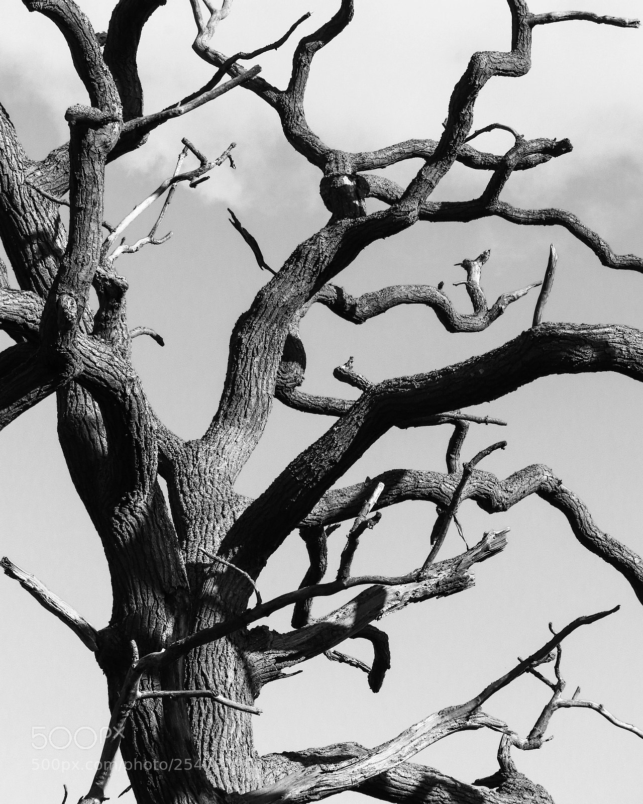 Canon EOS 200D (EOS Rebel SL2 / EOS Kiss X9) sample photo. Gnarly photography