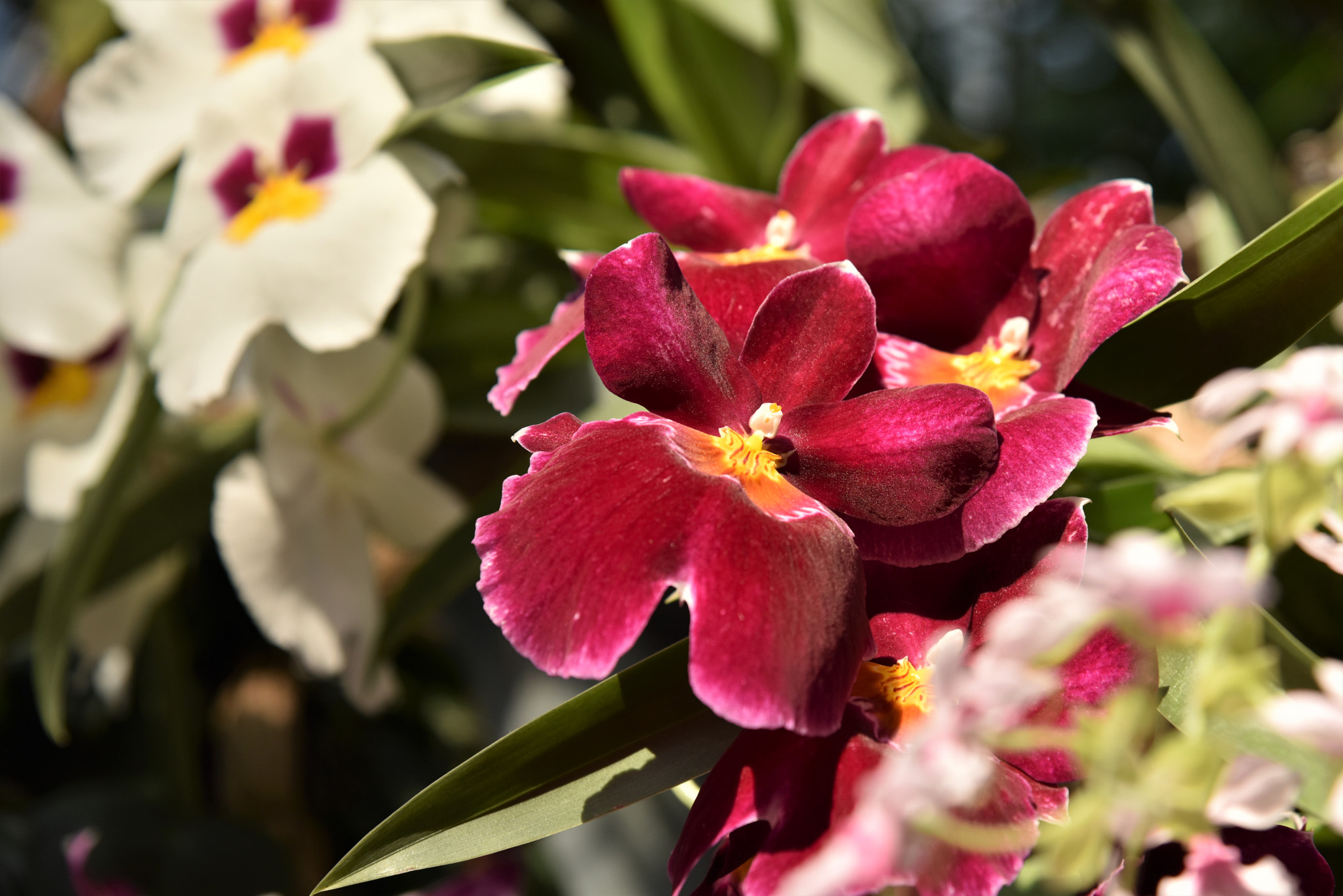 Nikon AF-S Nikkor 24-120mm F4G ED VR sample photo. Exotic note at germany's mainau photography