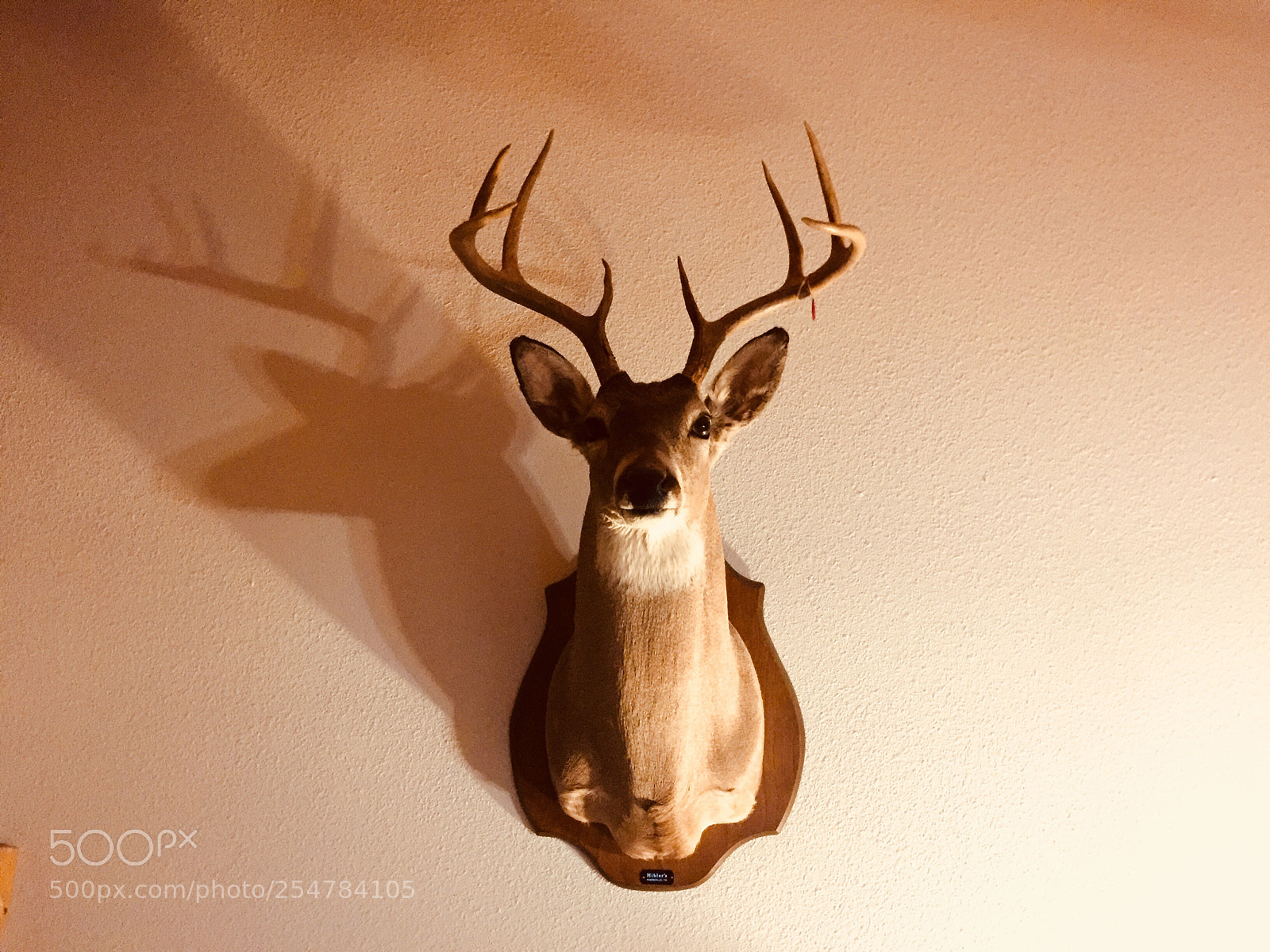 Apple iPhone 6 sample photo. Antlers photography
