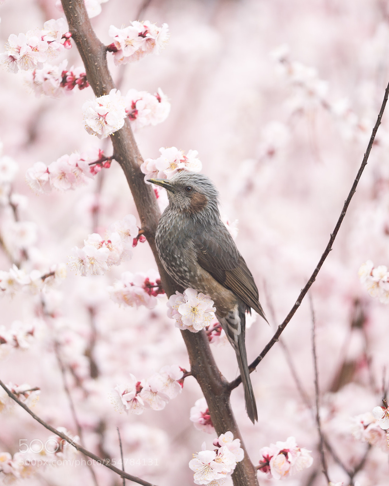 Sony a7R III sample photo. Brown-eared bulbul on plum photography