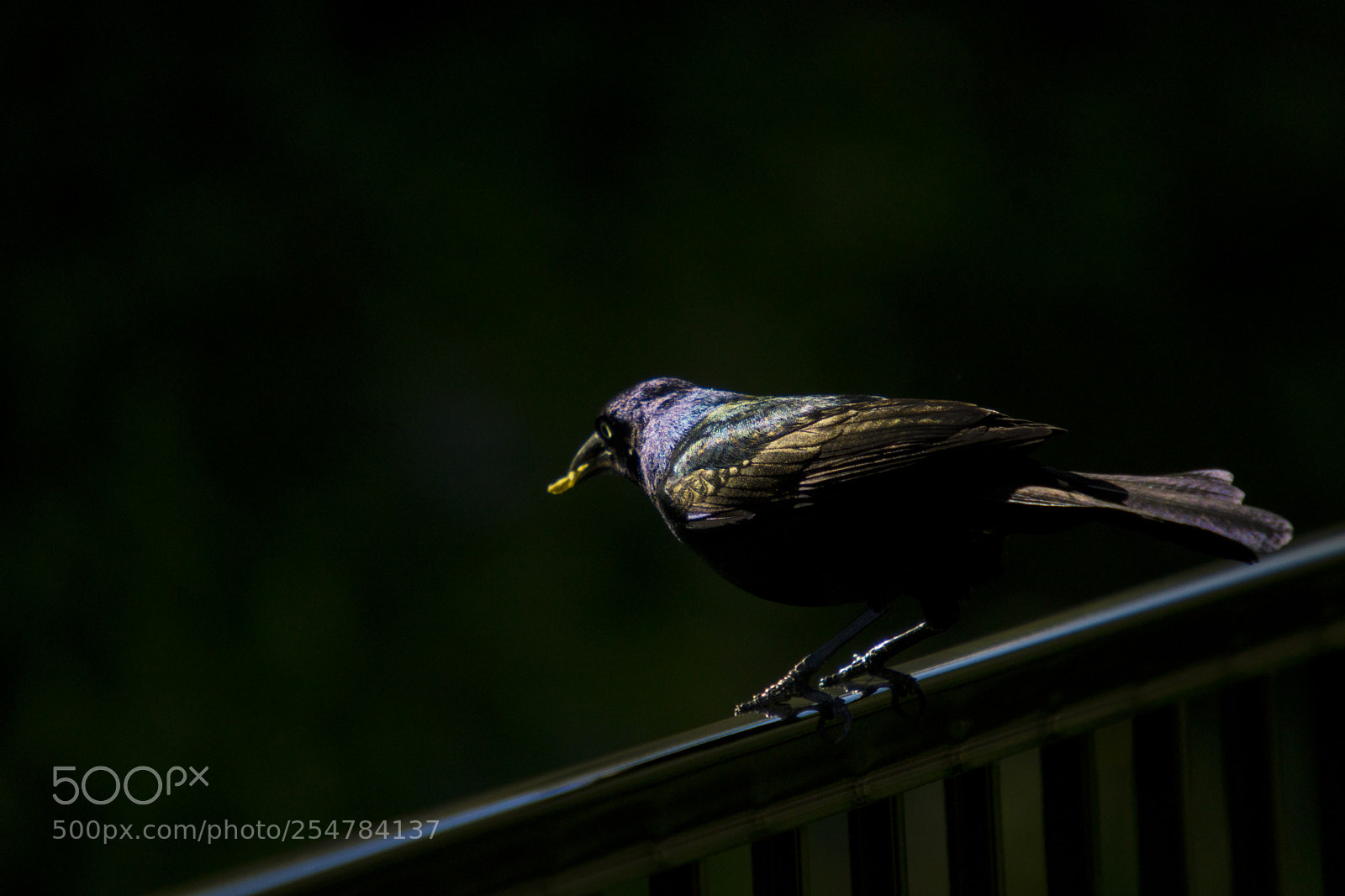 Sony a6000 sample photo. Grackle photography