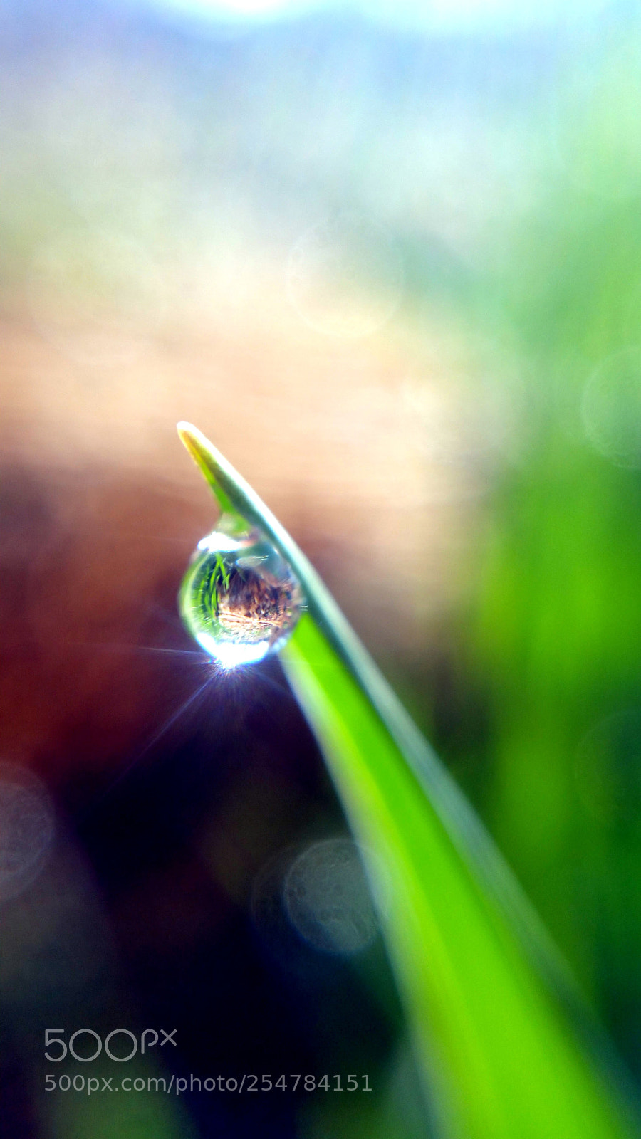 Samsung Galaxy Note4 sample photo. Wet blades photography