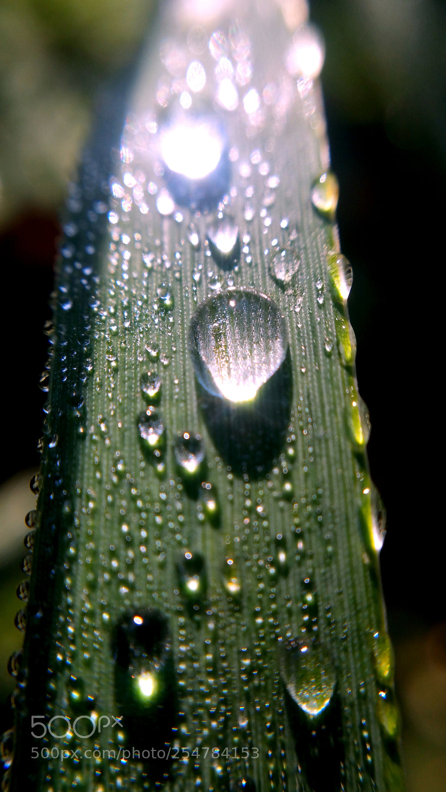Samsung Galaxy Note4 sample photo. Wet blades photography