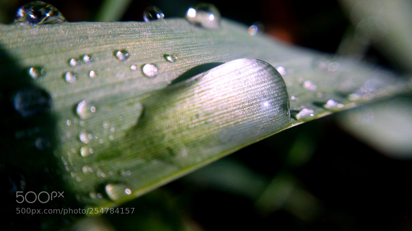 Samsung Galaxy Note4 sample photo. Wet blades photography