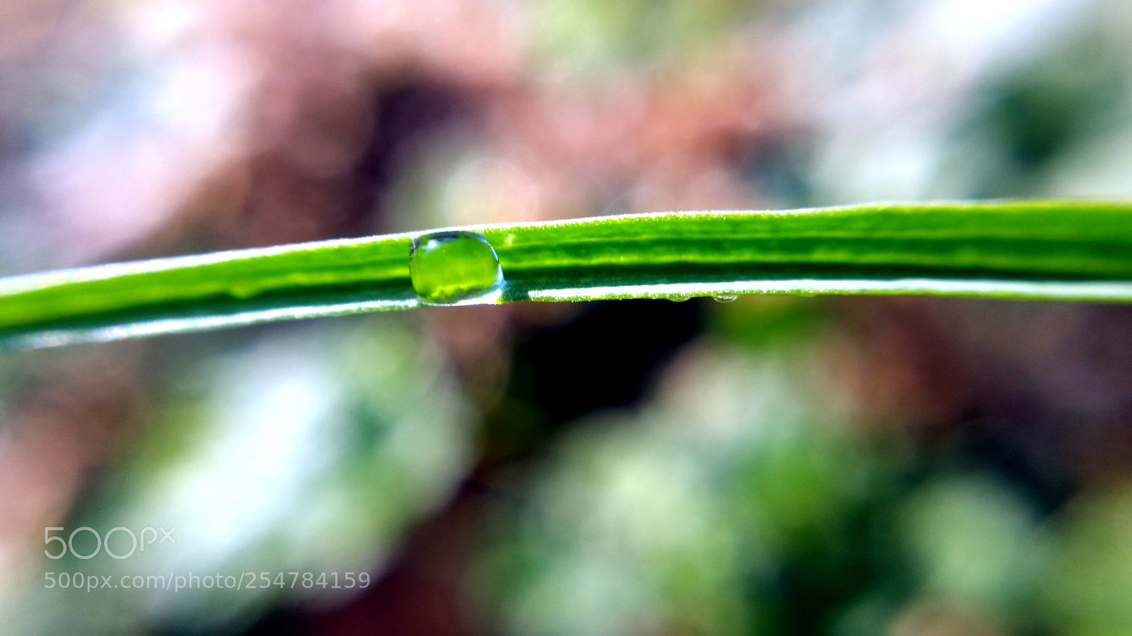 Samsung Galaxy Note4 sample photo. Wet blades photography